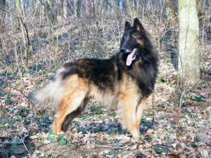Vand pui CIOBANESC BELGIAN TERVUEREN!