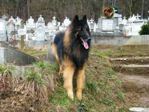 Vand pui CIOBANESC BELGIAN TERVUEREN!