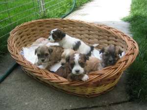 Vand Bichon Havanez