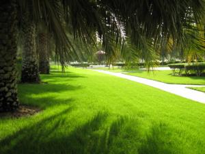 caut solista pt contract Dubai