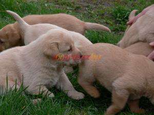labrador retriever