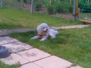 Pensiune canina si felina Oradea