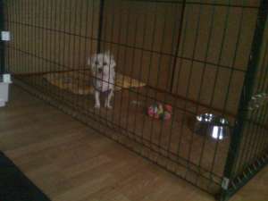 Pensiune canina si felina Oradea