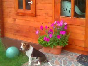 Pensiune canina si felina Oradea