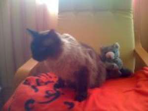 Pensiune canina si felina Oradea