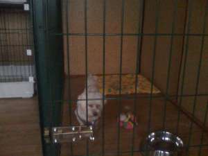 Pensiune canina  Oradea
