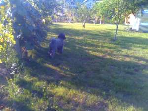 Pensiune canina  Oradea