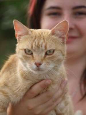 Pensiune felina Oradea