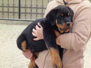 Vand pui Rottwaeiler