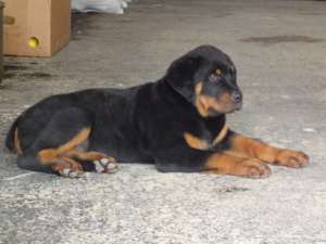 Vand pui Rottwaeiler