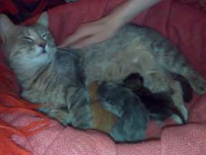 adoptie pui pisca