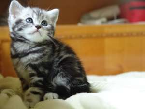 Caut pisica British(ca cea din reclama Whiskas)