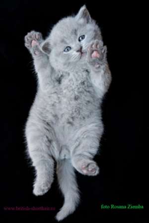 Caut pisica British(ca cea din reclama Whiskas)