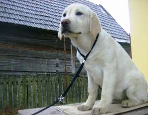 Vand catelusi labrador retriever
