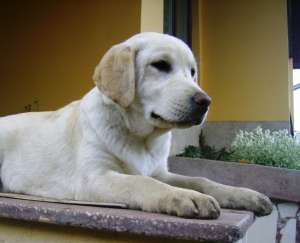 Vand catelusi labrador retriever