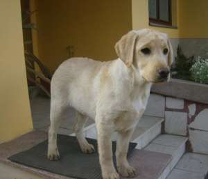 Vand catelusi labrador retriever