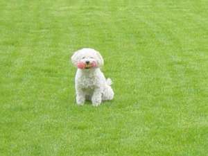 caniche talie mijlocie