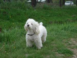 caniche talie mijlocie