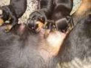 PUI DE ROTTWEILER