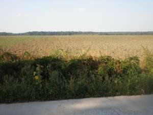 VAND TEREN IN DASCALU