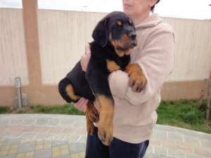 Vand pui Rottwaeiler