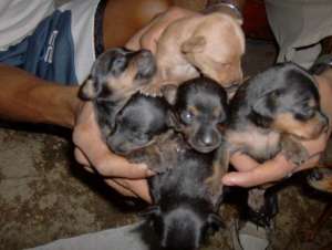 OFERTA Pinscher Miniatura pentru apartament