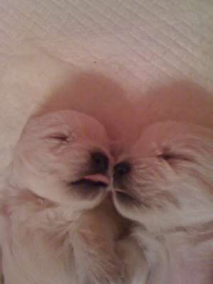 vand pui westie