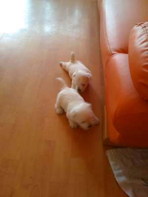 vand pui westie
