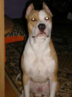 OFER MASCUL AMSTAFF PENTRU MONTA