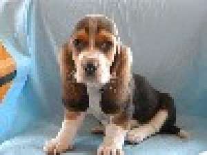 westie,  basset hound , shar-peishih-tzu