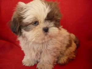 westie,  basset hound , shar-peishih-tzu