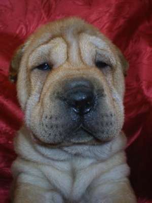 westie,  basset hound , shar-peishih-tzu