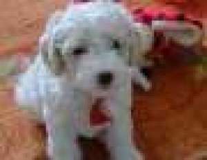 caniche alb talie mijlocie