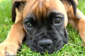 Vand Pui Boxer