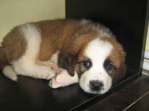 Saint Bernard 6 saptamani