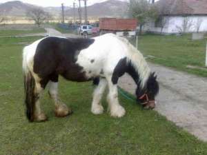 VAND CAI JIPSY WANNER (TINKER)