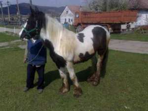 VAND CAI JIPSY WANNER (TINKER)