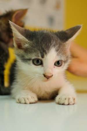 Trei pisoi superbi spre adoptie