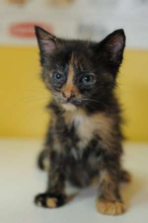 Trei pisoi superbi spre adoptie
