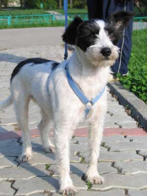 Jolie- metis terrier,  superba,  ptr adoptie