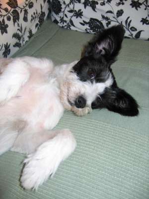 Jolie- metis terrier,  superba,  ptr adoptie