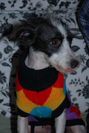 Jolie- metis terrier,  superba,  ptr adoptie