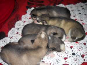 caini husky