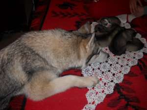 caini husky