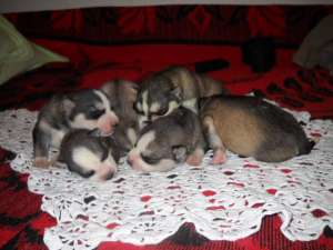 caini husky