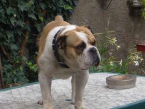 old english bulldog