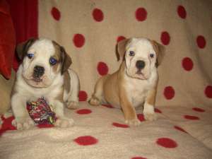 old english bulldog
