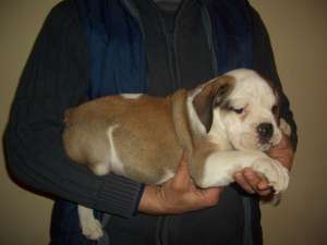 old english bulldog
