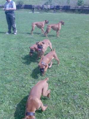 vand catei de boxer german galben