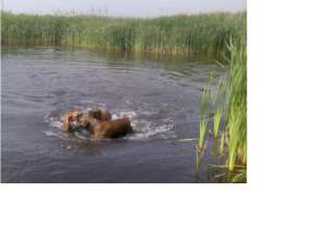 vand catei de boxer german galben